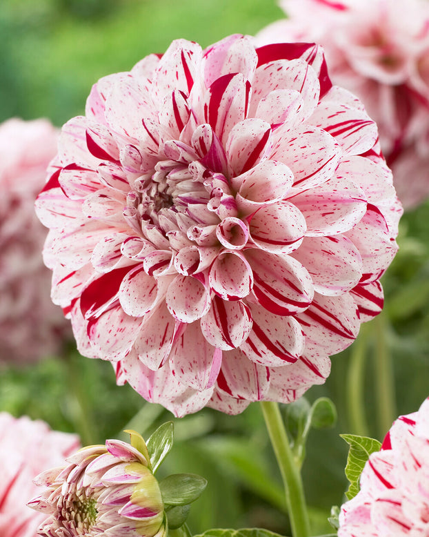 Dahlia 'Fern Ridge Painted Lady'