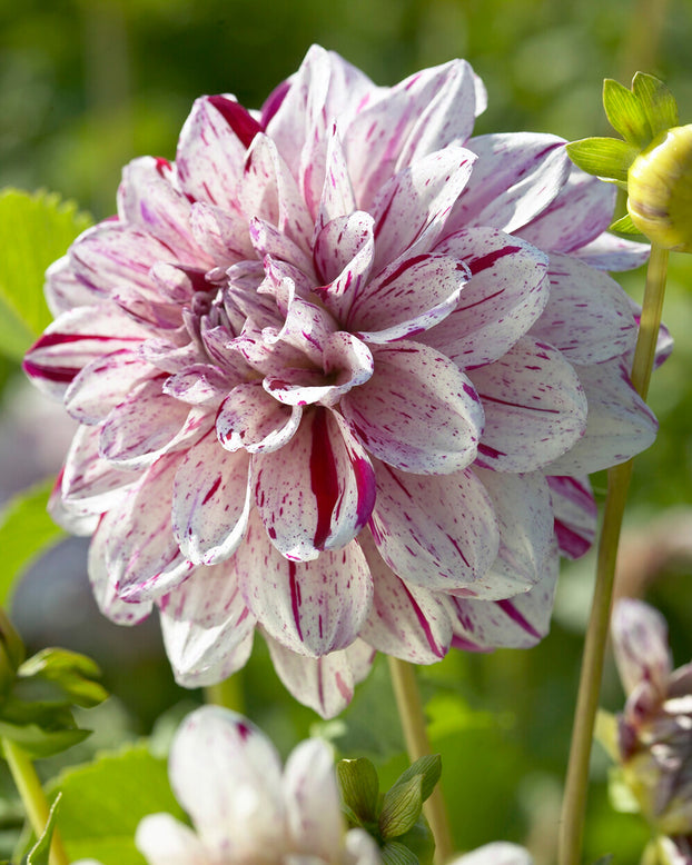 Dahlia 'Fern Ridge Painted Lady'