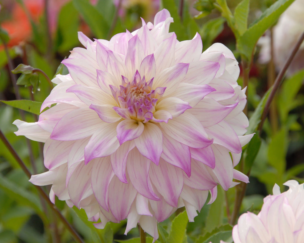 Dahlia 'Ferncliff Illusion'