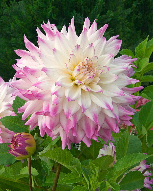 Dahlia 'Ferncliff Illusion'