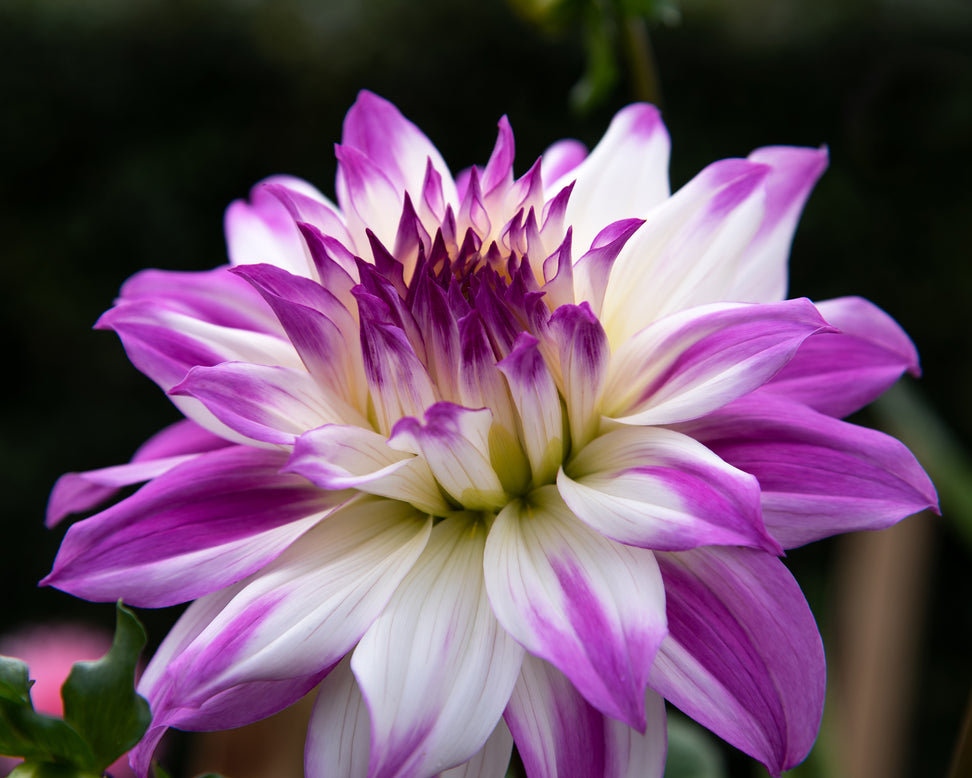 Dahlia 'Ferncliff Illusion'