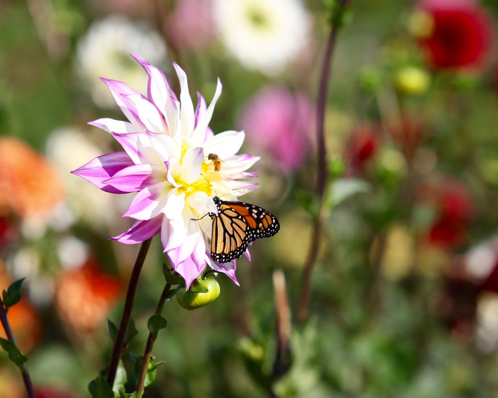 Dahlia 'Ferncliff Illusion'