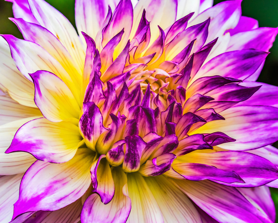 Dahlia 'Ferncliff Illusion'