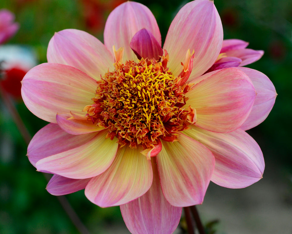 Dahlia 'Floorinoor'