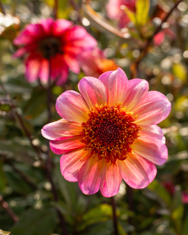 Dahlia 'Floorinoor'