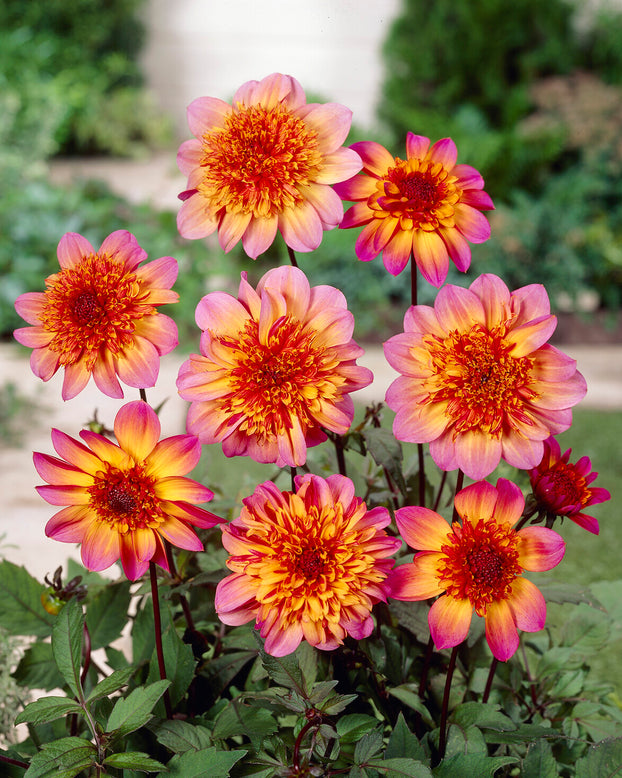 Dahlia 'Floorinoor'