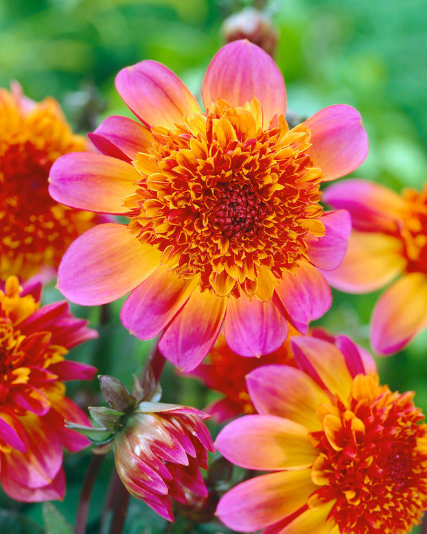 Dahlia 'Floorinoor'