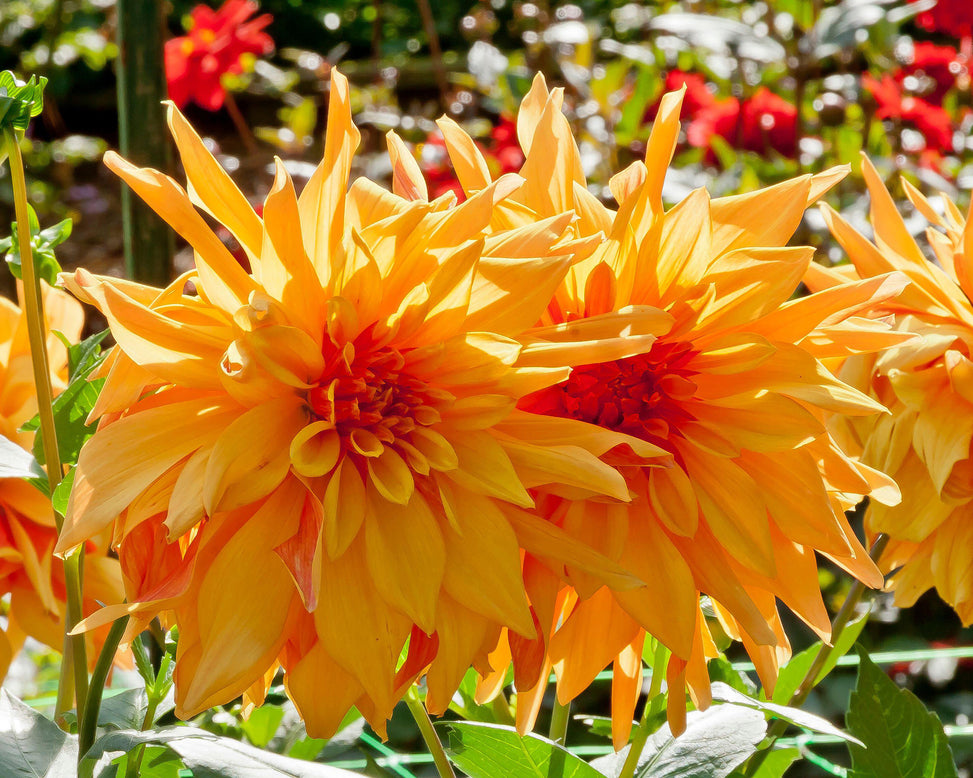 Dahlia 'French Cancan'