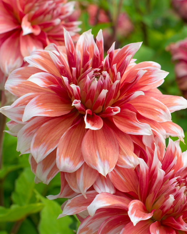 Dahlia 'Frost Nip'