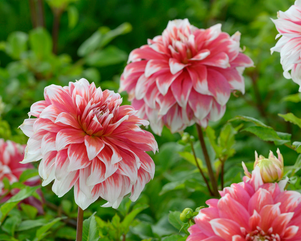 Dahlia 'Frost Nip'