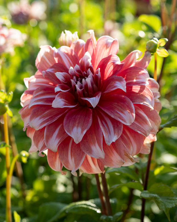 Dahlia 'Frost Nip'