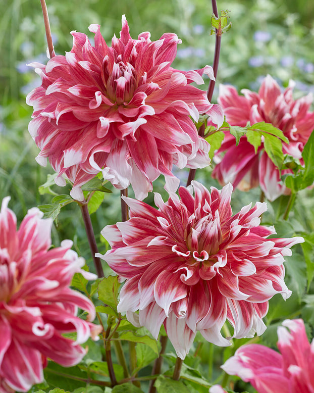 Dahlia 'Frost Nip'