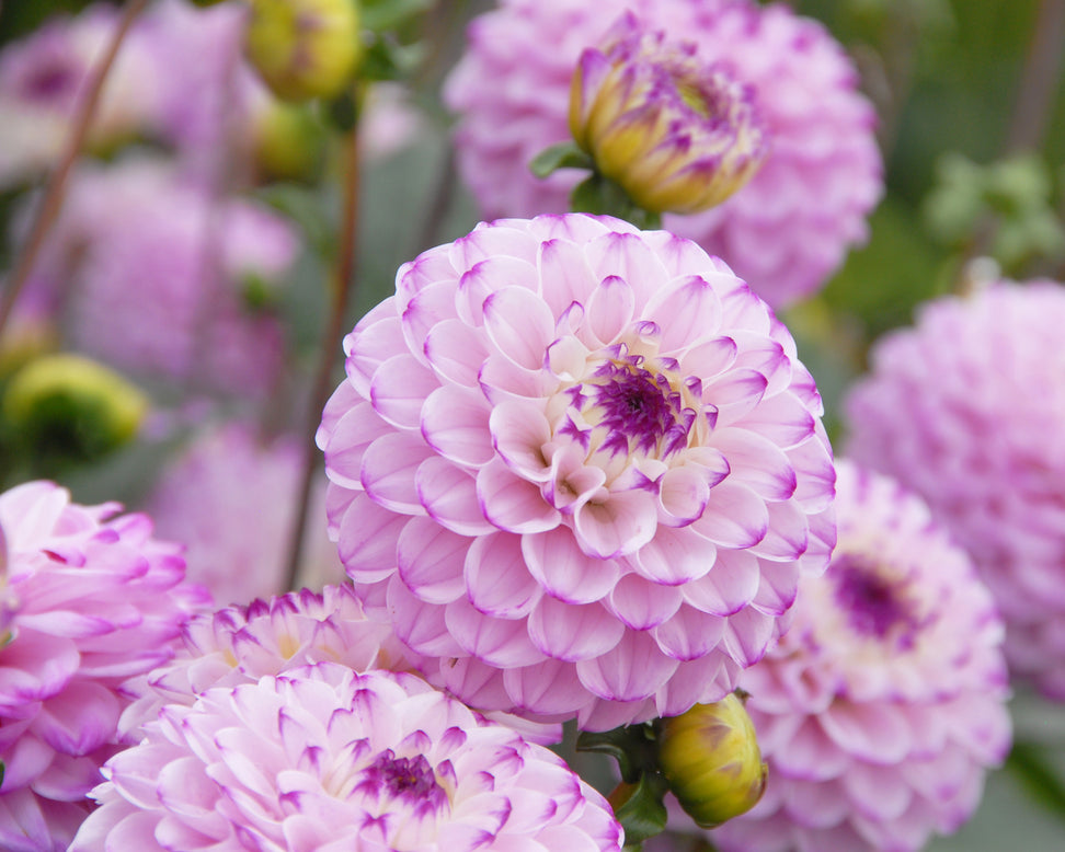 Dahlia 'Genova'