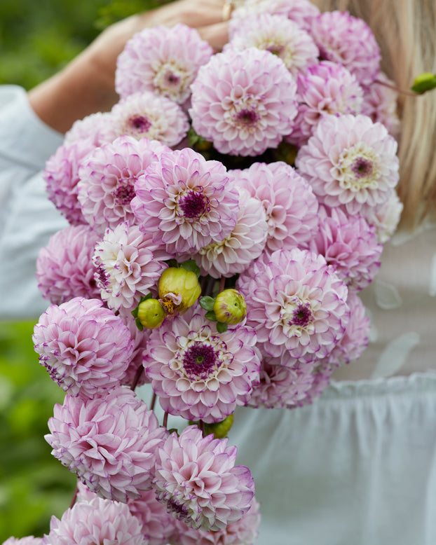 Dahlia 'Genova'