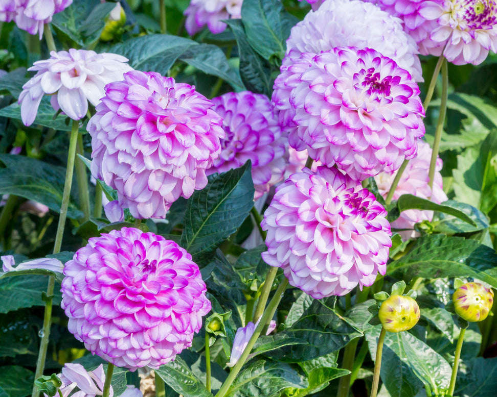 Dahlia 'Genova'