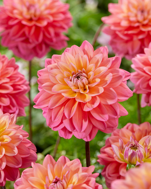 Dahlia 'Great Silence'