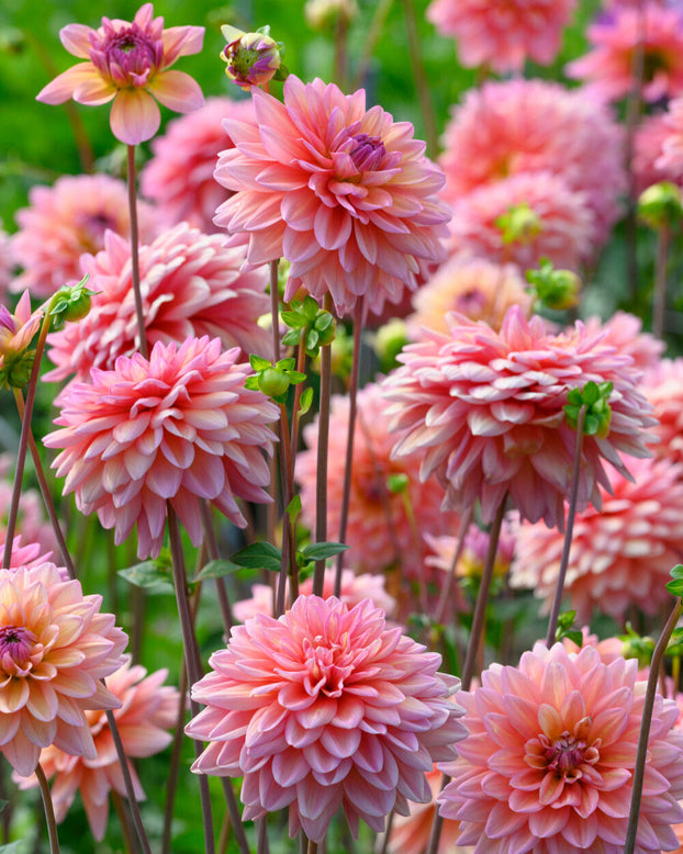 Dahlia 'Great Silence'