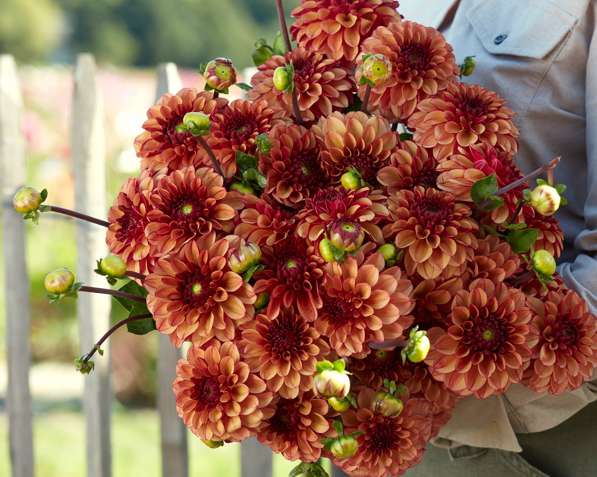 Dahlia 'High Fidelity' tubers — Buy online at Farmer Gracy UK