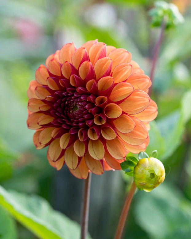 Dahlia 'High Fidelity'