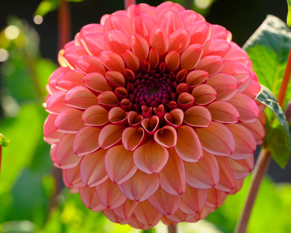 Dahlia 'High Fidelity'