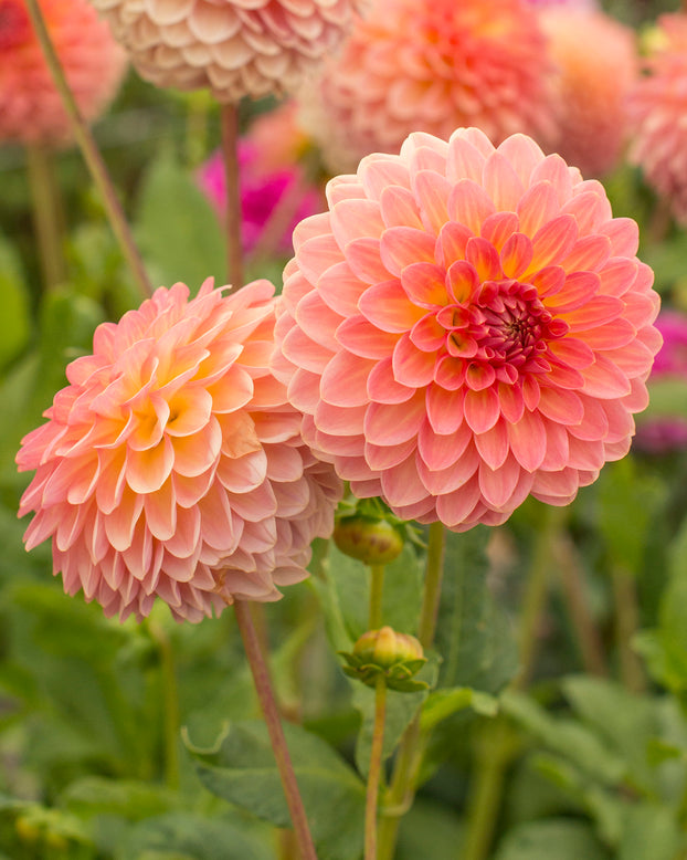 Dahlia 'Hillcrest Suffusion'