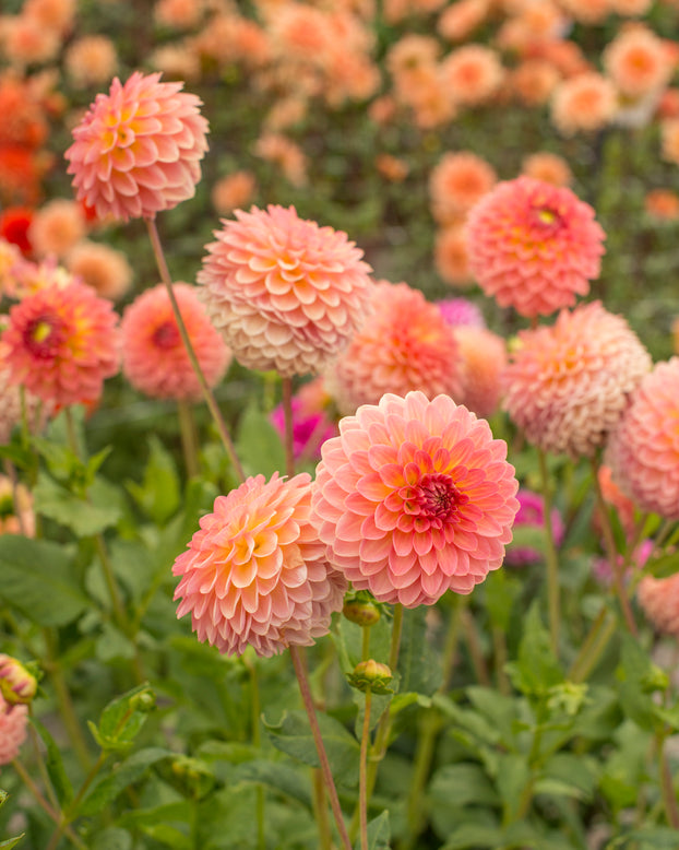 Dahlia 'Hillcrest Suffusion'