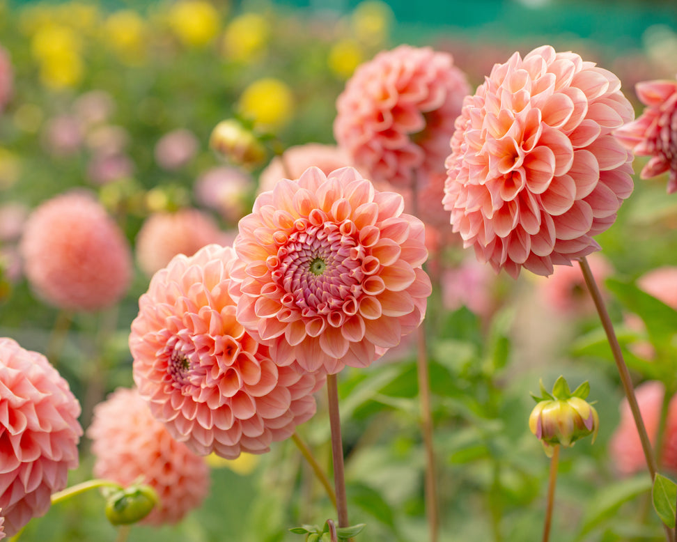 Dahlia 'Hillcrest Suffusion'