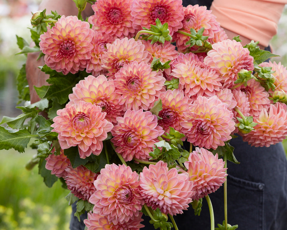 Dahlia 'Hillcrest Suffusion'