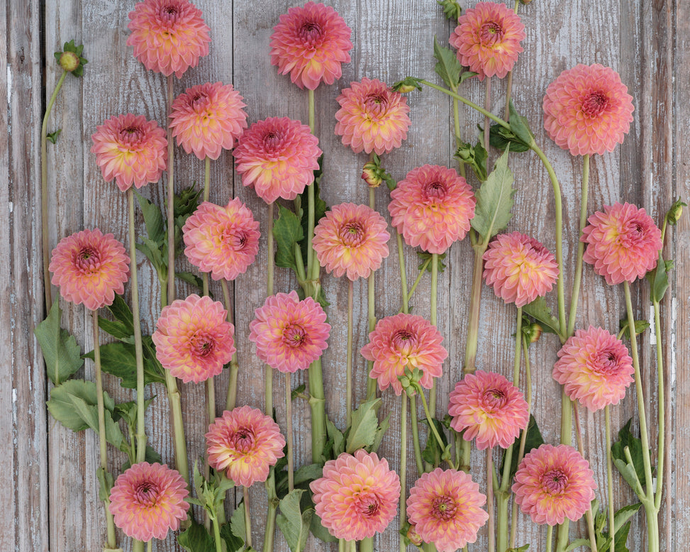 Dahlia 'Hillcrest Suffusion'