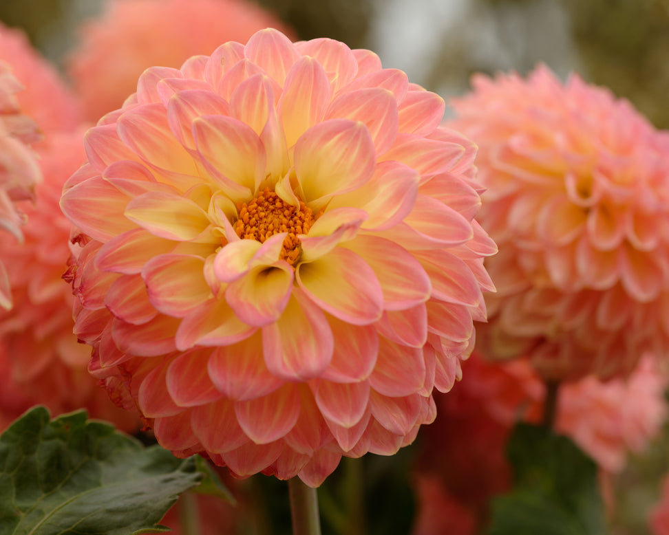 Dahlia 'Hillcrest Suffusion'