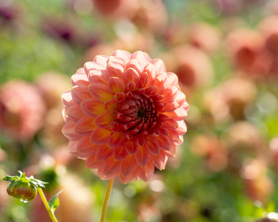 Dahlia 'Hillcrest Suffusion'