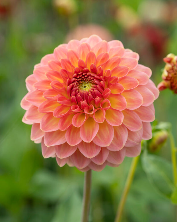 Dahlia 'Hillcrest Suffusion'