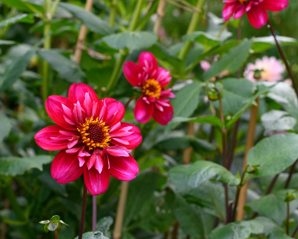 Dahlia 'Hootenanny Swan Island'