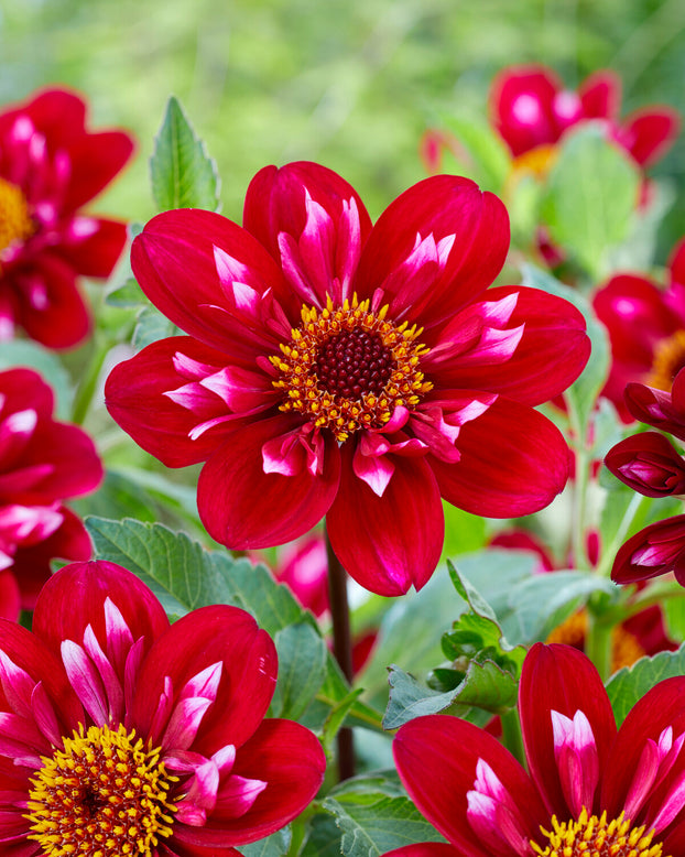 Dahlia 'Hootenanny Swan Island'