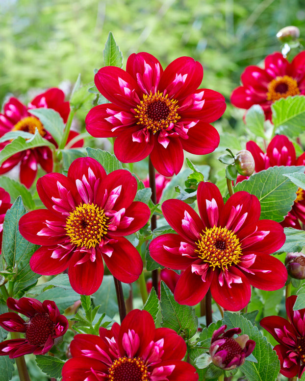 Dahlia 'Hootenanny Swan Island'