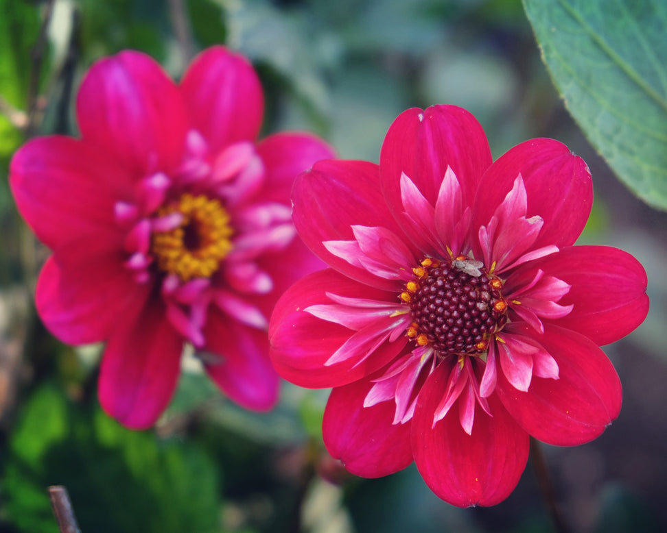 Dahlia 'Hootenanny Swan Island'