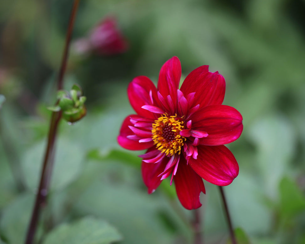 Dahlia 'Hootenanny Swan Island'