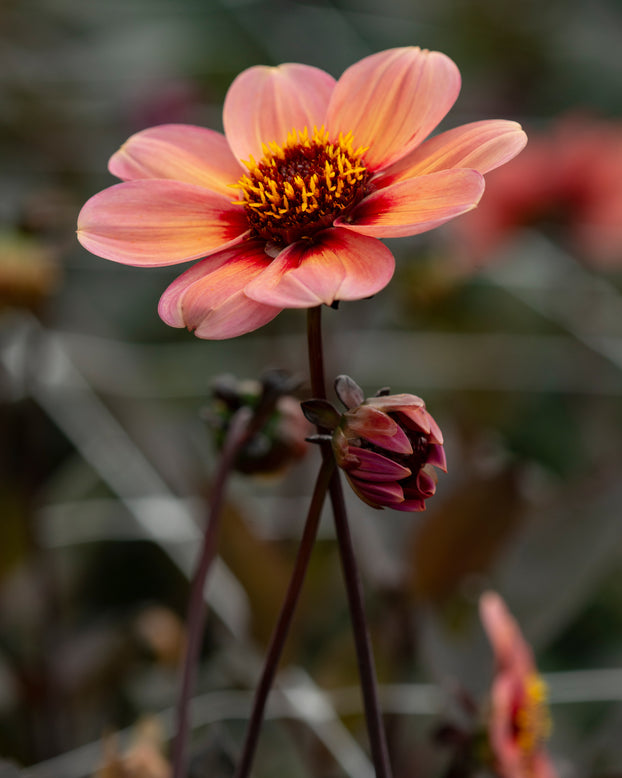 Dahlia 'Happy Single Kiss'