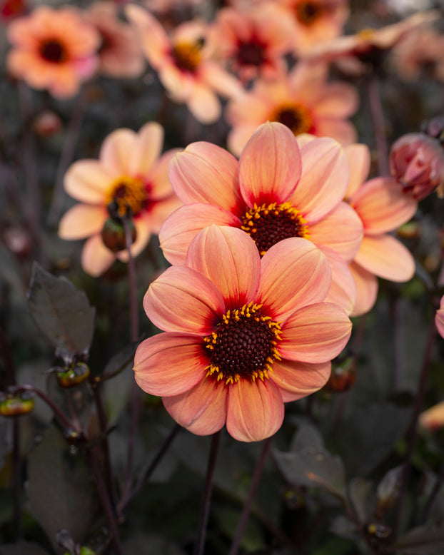 Dahlia 'Happy Single Kiss'