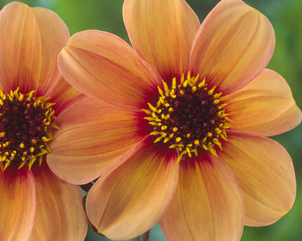 Dahlia 'Happy Single Kiss'