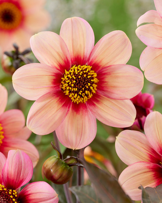 Dahlia 'Happy Single Kiss'