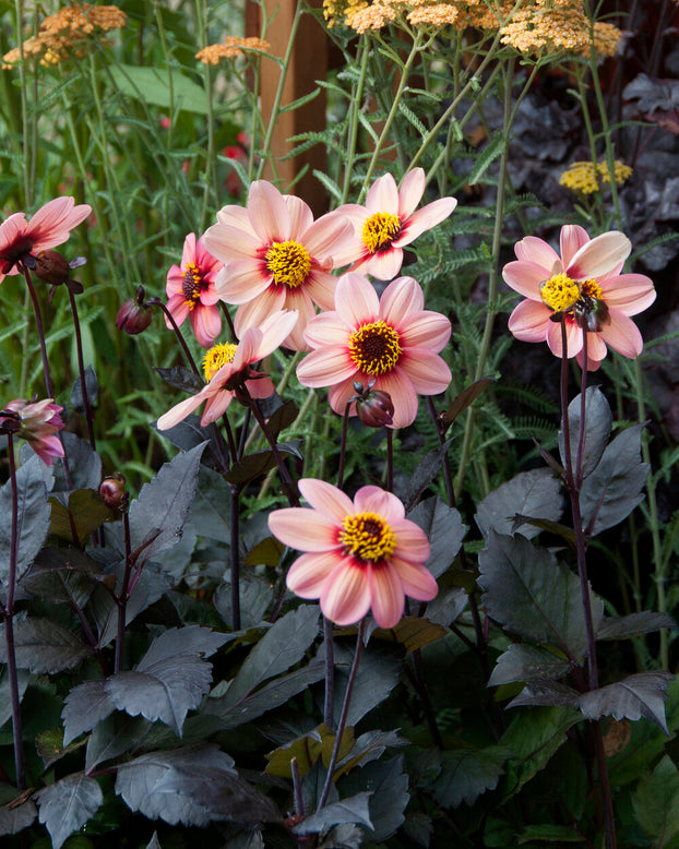 Dahlia 'Happy Single Kiss'