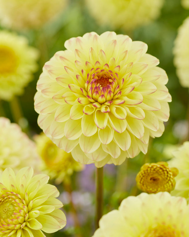 Dahlia 'Isa Favourite'