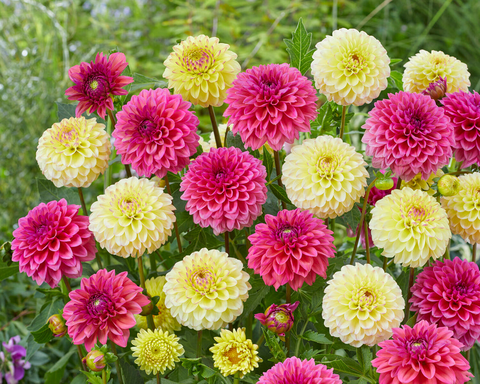 Dahlia 'Isa Favourite'