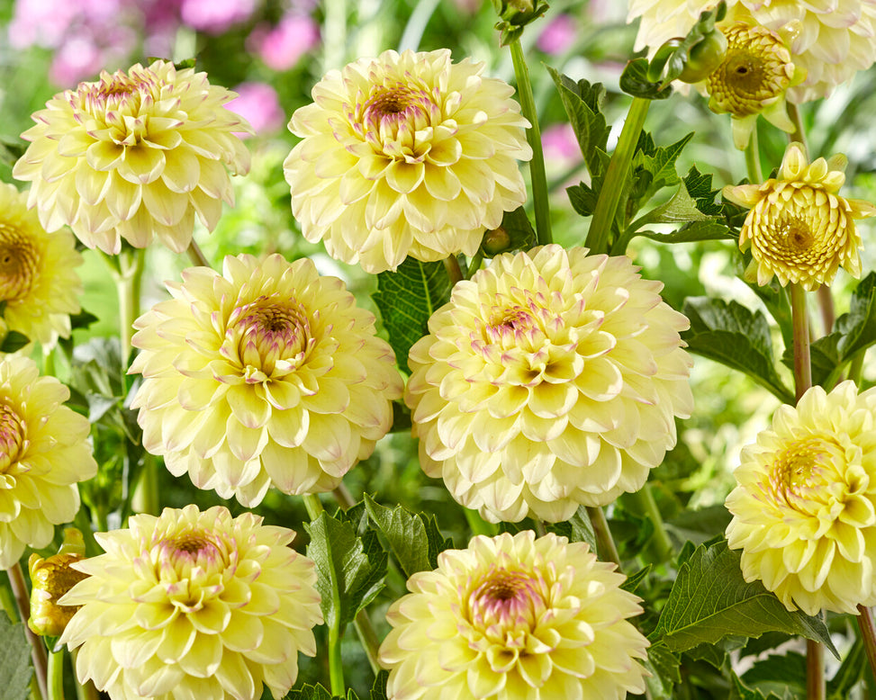 Dahlia 'Isa Favourite'