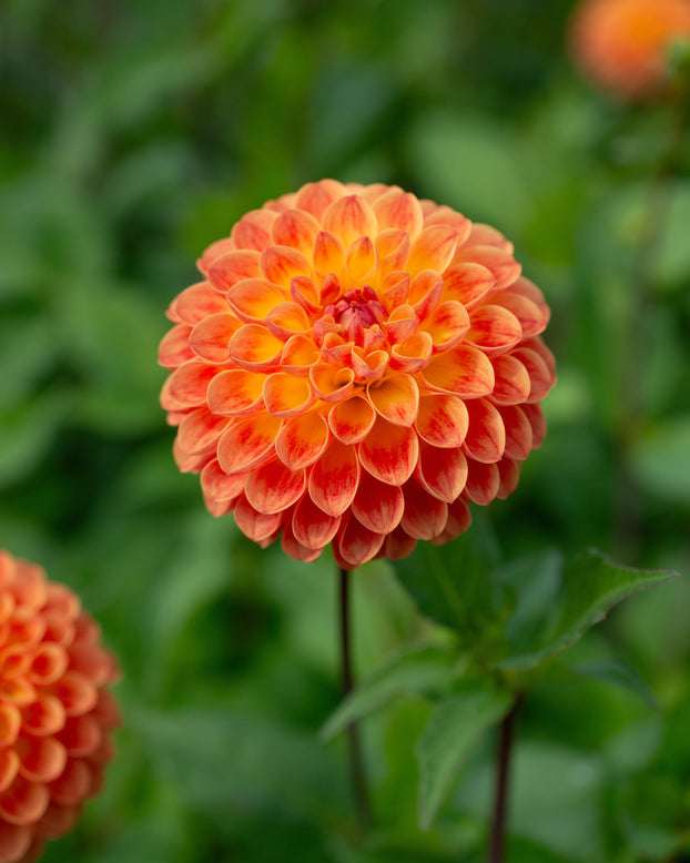 Dahlia 'Jowey Chantal'