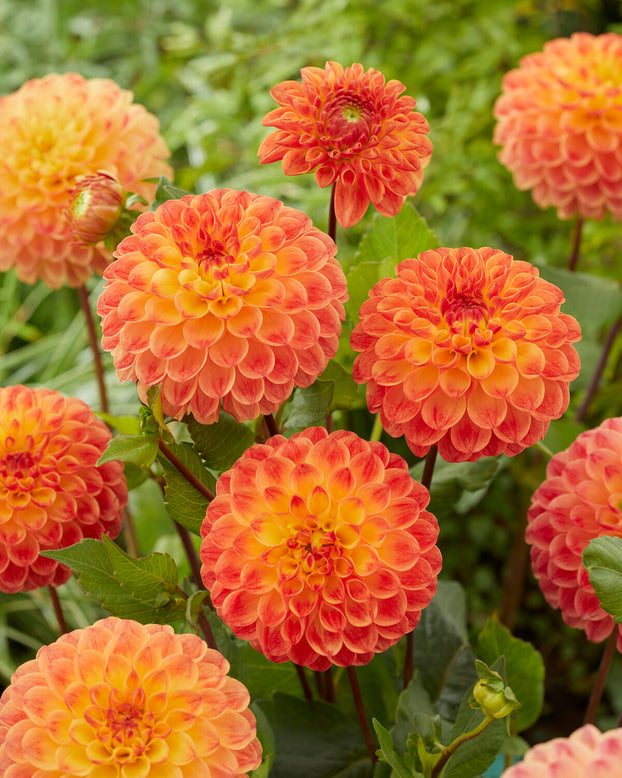 Dahlia 'Jowey Chantal'