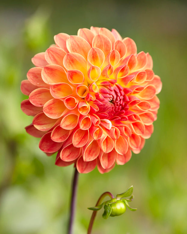 Dahlia 'Jowey Chantal'