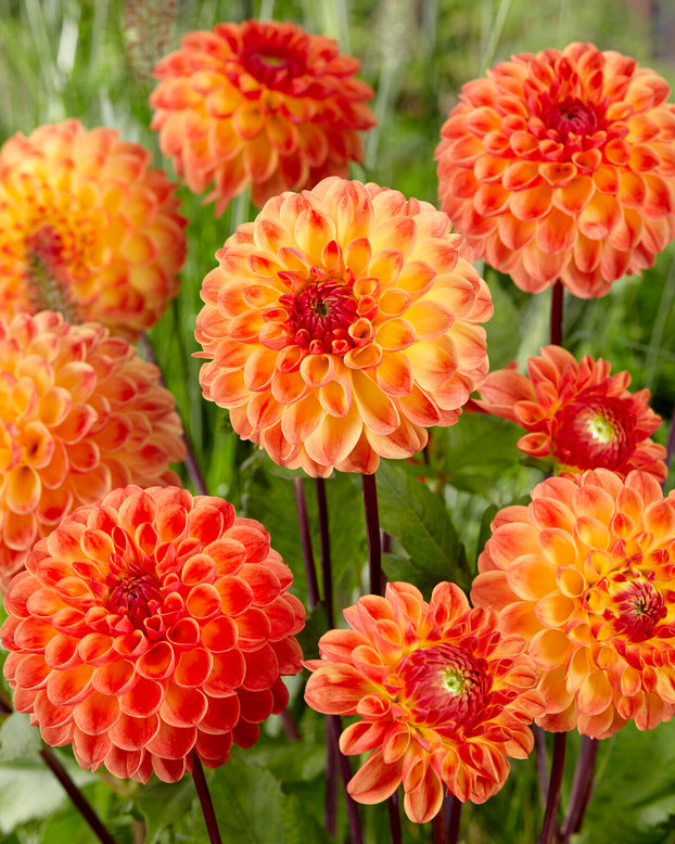 Dahlia 'Jowey Chantal'