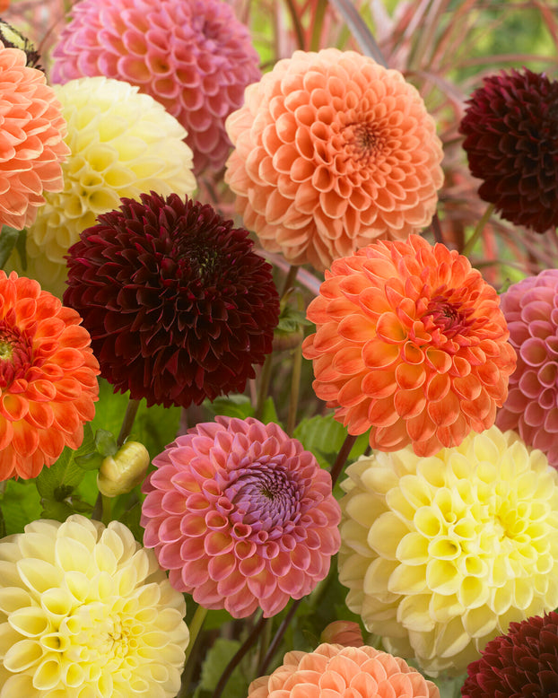 Dahlia 'Jowey Chantal'